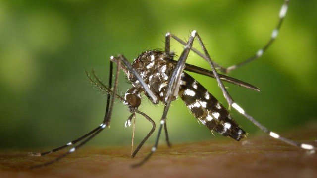 Ibiza recebe nuvem de mosquitos tigres-asiáticos, uma das espécies mais mortais do mundo; Espanha teme ‘problema de saúde pública’
