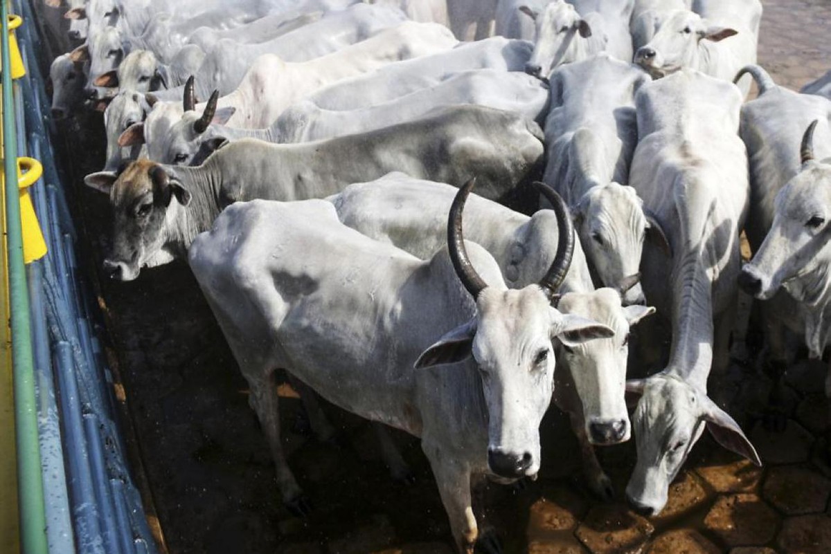 Pará inicia vacinação contra a febre aftosa nesta sexta-feira,1º