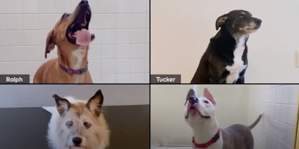 Pedigree e Zoom conectam por vídeo cães aguardando adoção à famílias que desejam adotá-lo