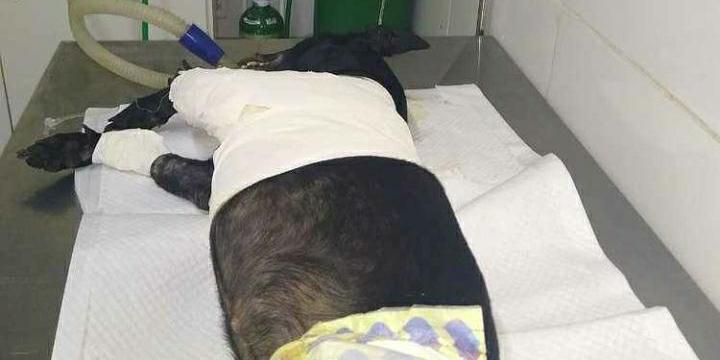 Morre cachorro baleado por PM na Vila da Barca