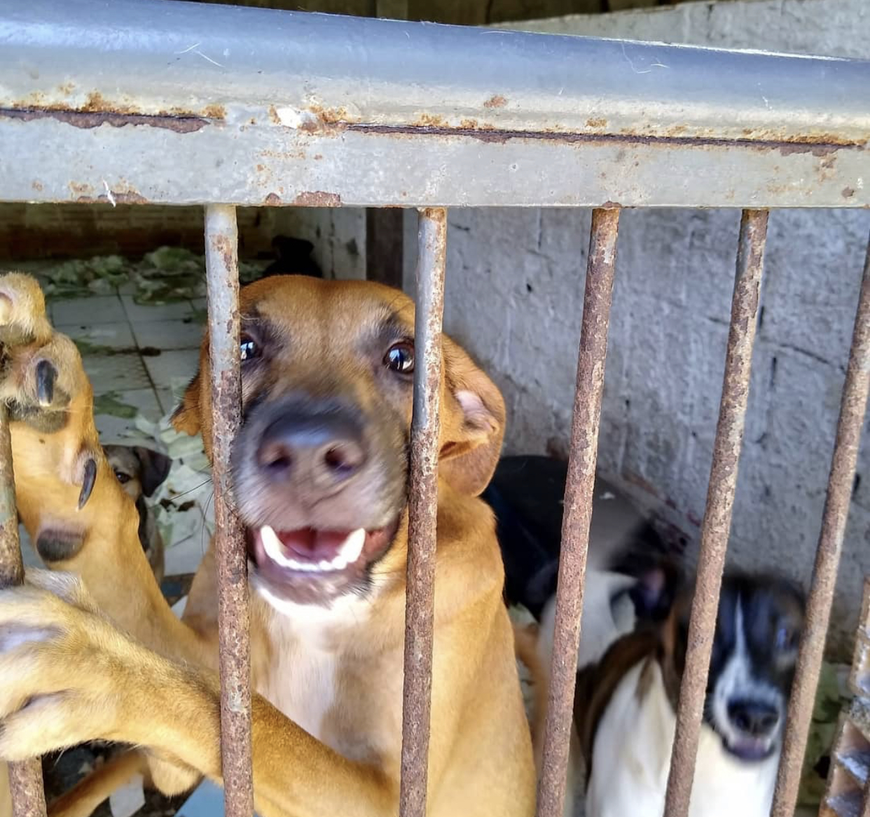 Com a pandemia e problemas no Centro de Zoonoses de Belém, abrigos de animais passam por dificuldades