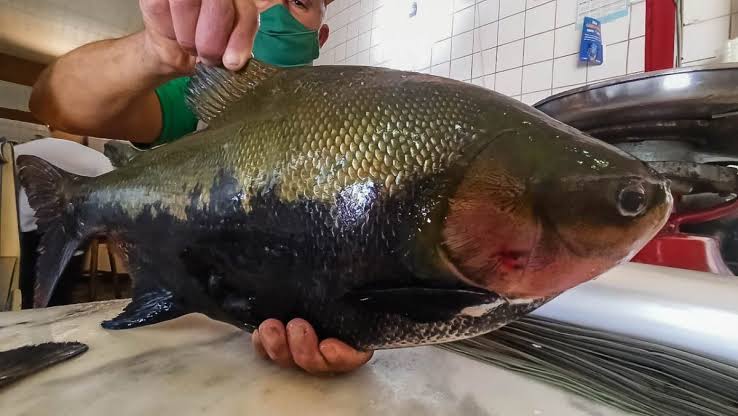 Oeste do Pará entra em alerta para surto da “doença da urina preta”