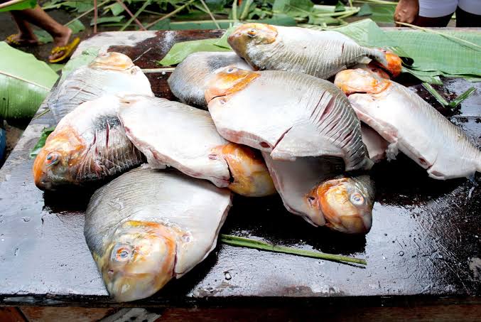 Quatro casos de ‘doença da urina preta’ são confirmados após consumo de peixes do Pará