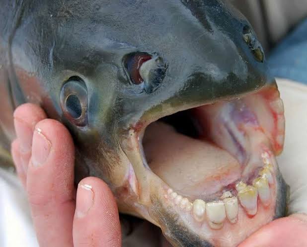 Pará: homem morre com suspeita de síndrome de Haff após consumo de Pacu