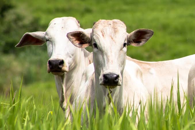 Caso suspeito de mal da “vaca louca” é registrado no sudeste do Pará