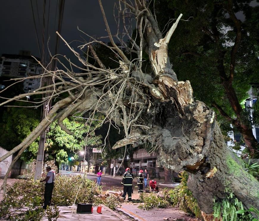 Prefeitura de Belém investiga causa de queda de uma mangueira no bairro Nazaré