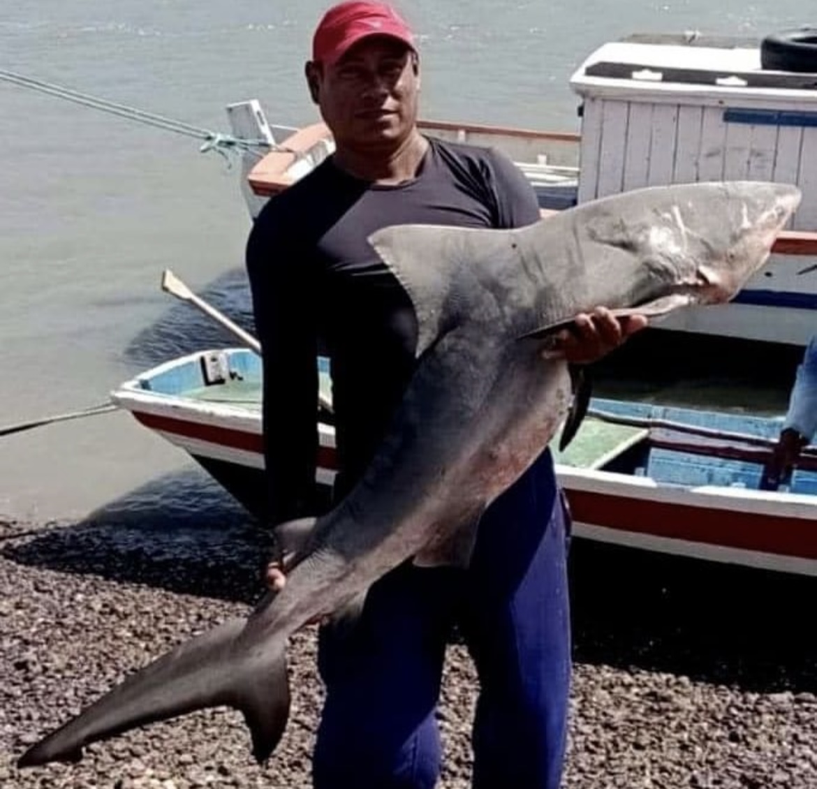 Tubarão é capturado em Salinópolis-PA